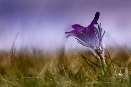 Flower - cloud, flower, tree, nature