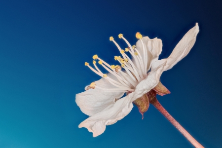 Flower - Flower, nature, leaf, tree