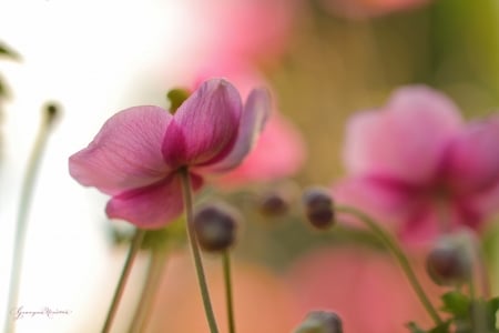 Flowers - nature, grazyna, nowotna, pink, flowers