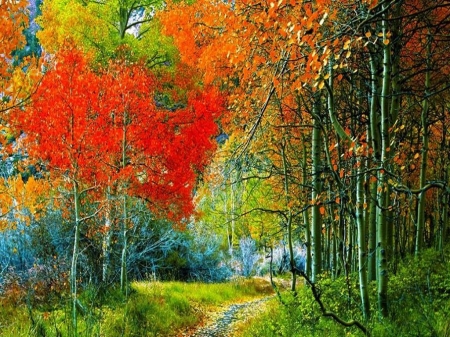 Fall - fall, colors, trees, orange