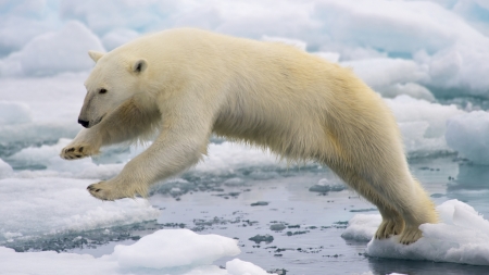 Polar Bear - white, bear, nature, snow