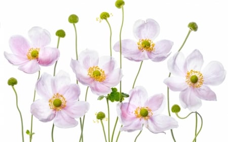 Flowers - white, anemone, card, flower, pink, texture, green