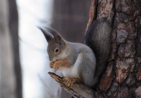 Squirrel - animal, Squirrel, tail, tree