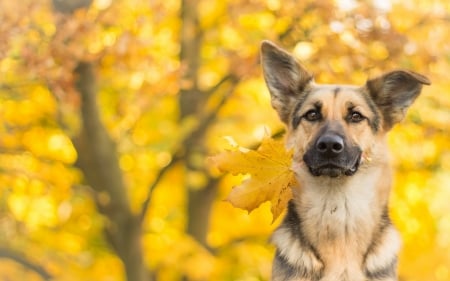 German shepherd - animal, yellow, autumn, German shepherd, dog, caine, leaf