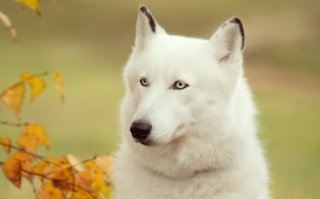 White wolf - white, animal, yellow, wolf, autumn, dog, caine, leaf