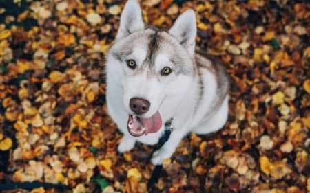 Husky - husky, animal, autumn, dog, caine, leaf