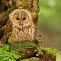 Fluffy Little Owl