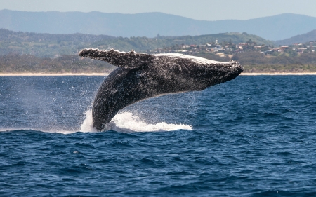 Humpback Whale