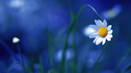 Chamomile - nature, daisy, flowers, blue