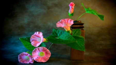 Morning glory - flowers, vase, nature, pink