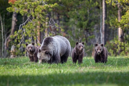 Bear - animal, nature, cub, bear