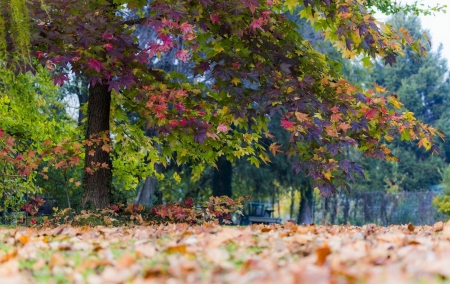 Autumn - season, Nature, tree, autumn