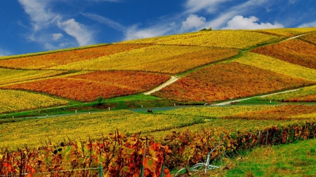 •ღ✿ღ• - hill, field, nature, autumn