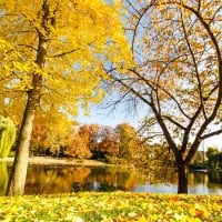 Yellow Leaves