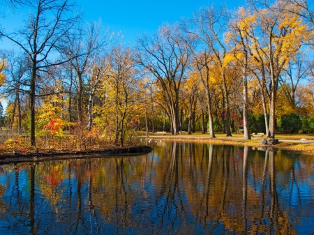 Autumn Reflection - trees, nature, pond, autumn, reflection, park