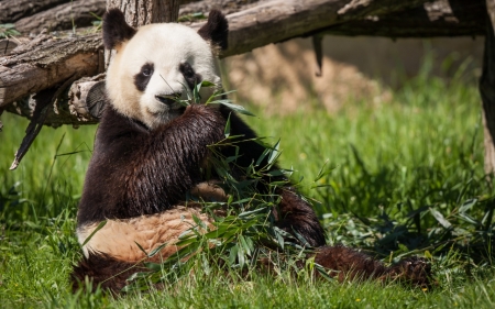 Panda - animal, china, nature, panda