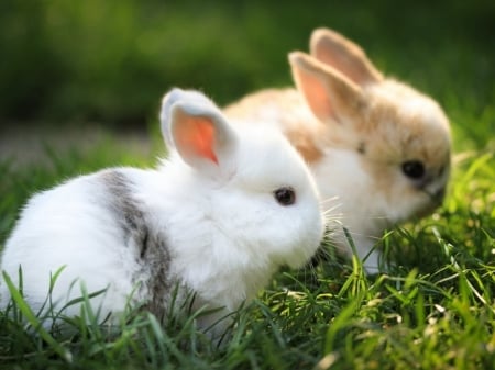 Rabbit - grass, Rabbit, bunny, carror