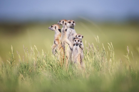 Meerkat - meerkat, animal, cute, grass