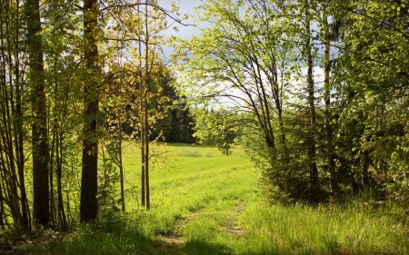 Summer - grass, Summer, nature, tree