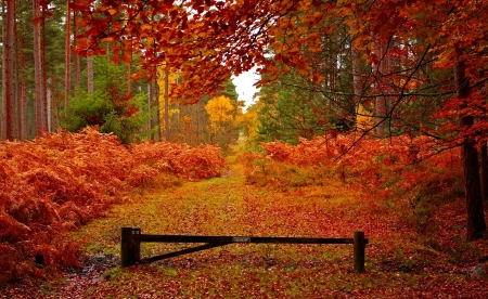 Autumn forest - trees, beautiful, forest, leaves, fall, path, season, autumn, foliage