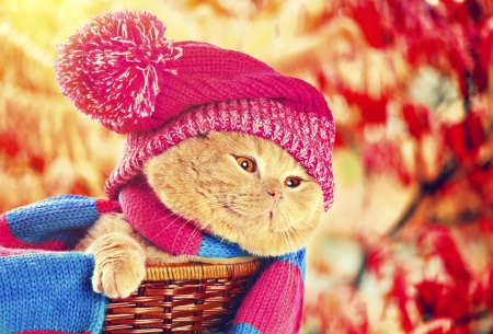 Cat wearing a hat and a scarf - colors, sweet, cat, basket, fluffy, fall, scarf, season, kitten, autumn, cute, adorable, kitty