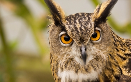 Owl - bufnita cu ciuf, pasare, bird, orange, owl, eyes