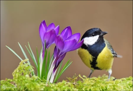 Bird - crocus, black, spring, pasare, bird, purple, yellow, pink, green, flower