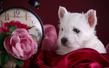 Puppy - puppy, white, caine, dog, pink, peony, clock, animal, cute, flower