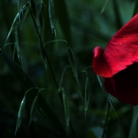 One Red Poppy