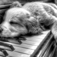 áƒ“Adorable Dog Sleeping In Pianoáƒ“