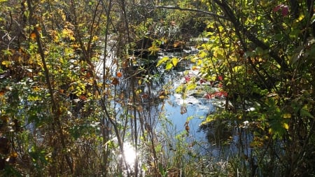 Marsh in October - just relax, enjoy the scenery, peaceful scene, in the marsh