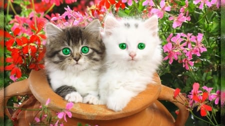 Green eyes cats - cat, photoshop, animal, flower, kitten