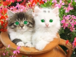 Green eyes cats