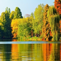 Autumn Forest and River