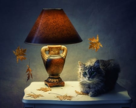 Autumn Still Life - autumn, lamp, still life, cat