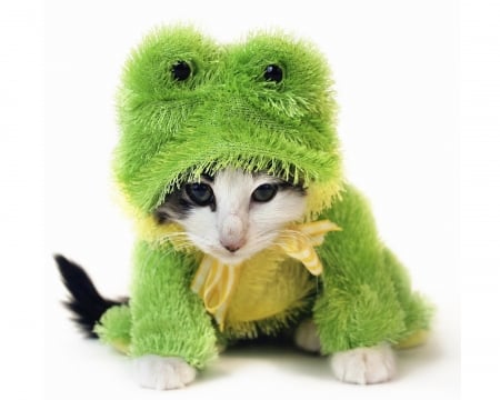 Kittenfroggy