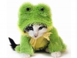 Kittenfroggy