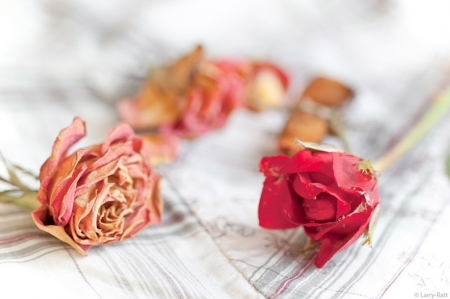 Lovely flowers - orange, roses, pink, red