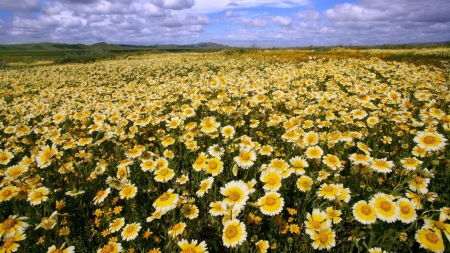 Flower field - field, sky, flower, nature