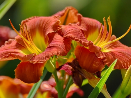 Beautiful Lilies - flowers, lilies, nature, buds, macro, petals