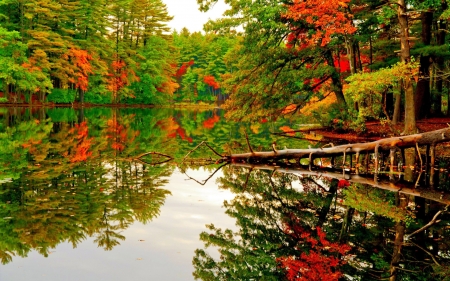 lake - lake, tree, nature, water