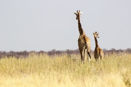 Giraffe - tal, grass, animal, Giraffe