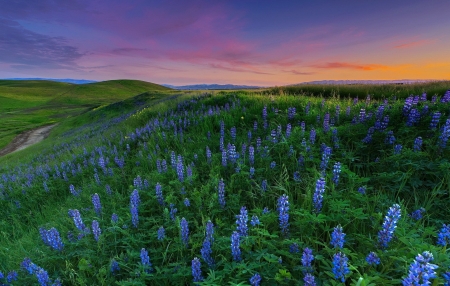 Lupine-Field-at-Sunset - field, sunset, at, lupine