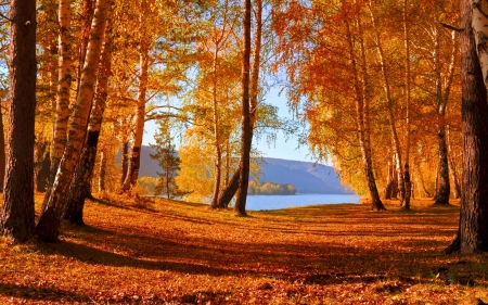 Beautiful autumn nature - autumn, lake, trees, foliage, fall, forest, walk, river, beautiful, golden