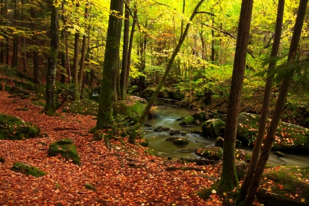 Autumn forest - trees, beautiful, creek, stream, forest, leaves, brook, fall, colorful, autumn, foliage, woods