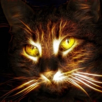 Glowing Cat