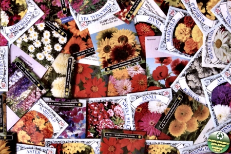 Flower Seeds - wide screen, photography, beautiful, flower seeds, photo