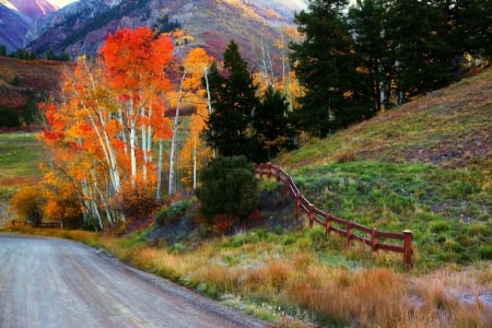 Path - Path, nature, leaf, tree