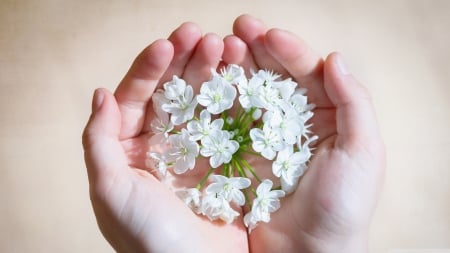 Flowers - flowers, white, delicate, hands