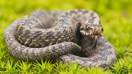 Snake - animal, reptile, dangerous, Snake, grass, wild